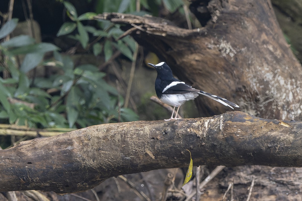 White-crowned Forktail - ML637769798