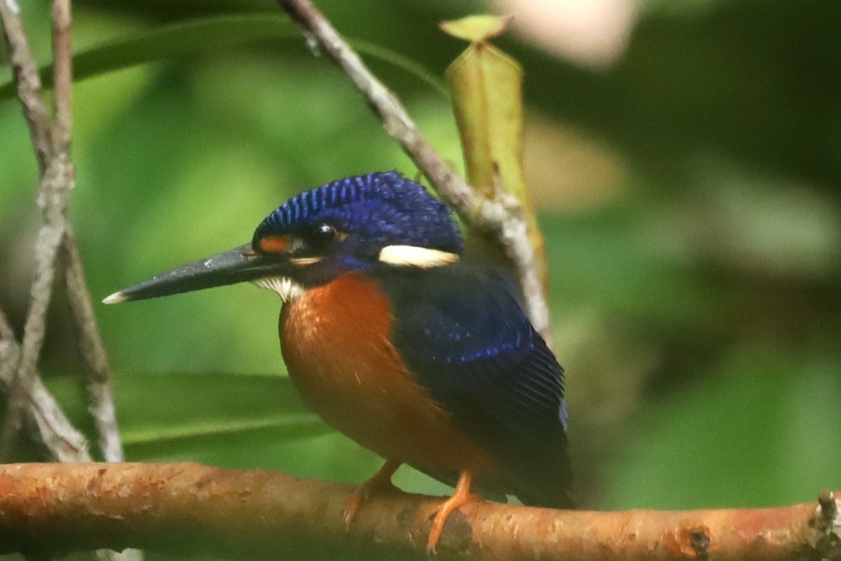 Blue-eared Kingfisher - ML637769842