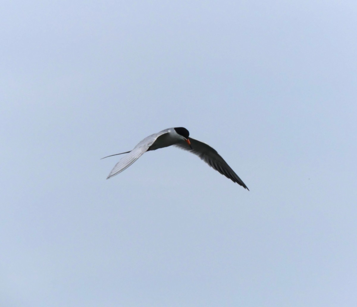Forster's Tern - ML637769852