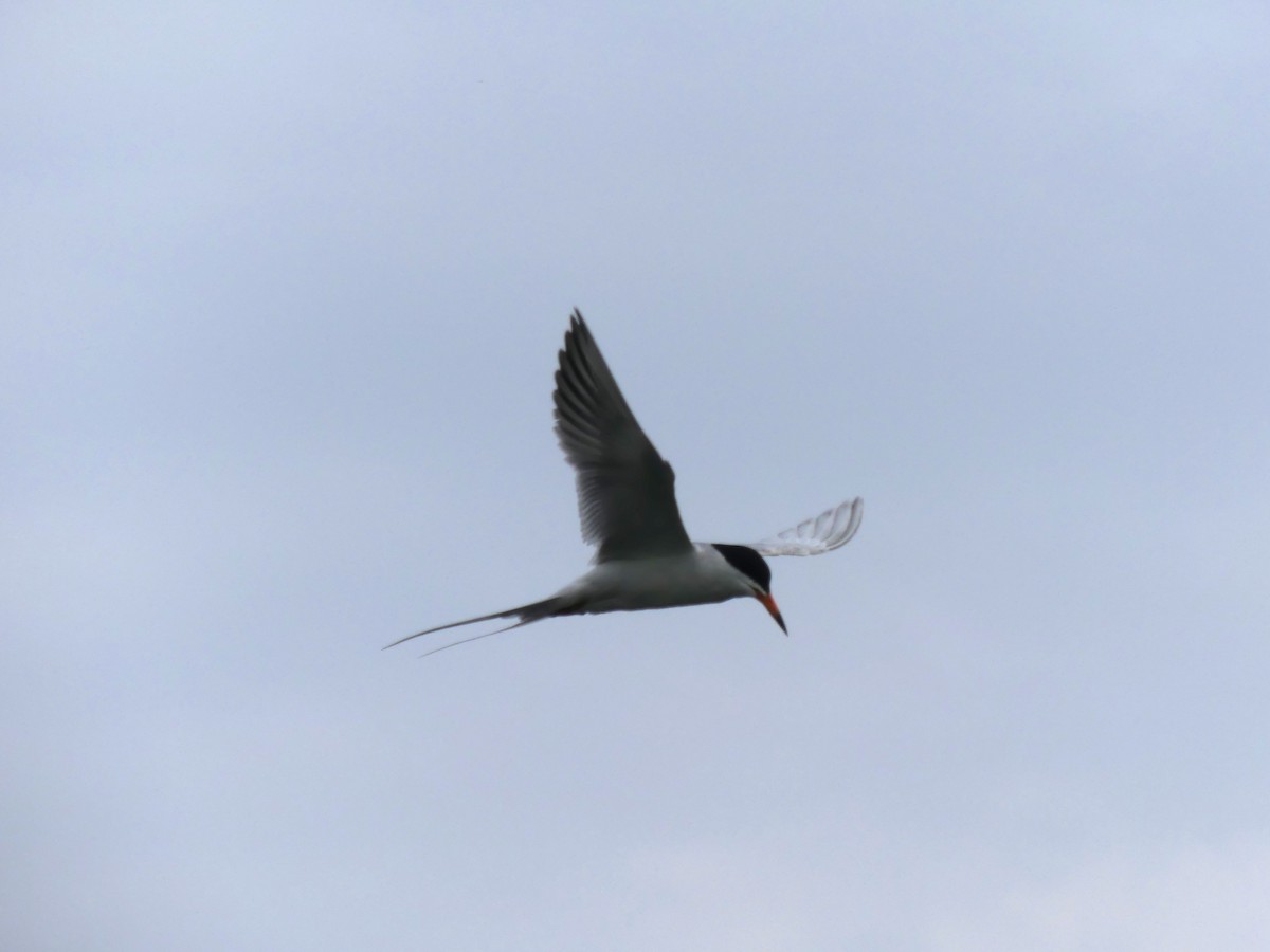 Forster's Tern - ML637769884
