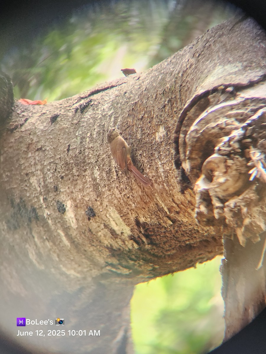 Wedge-billed Woodcreeper - ML637769898