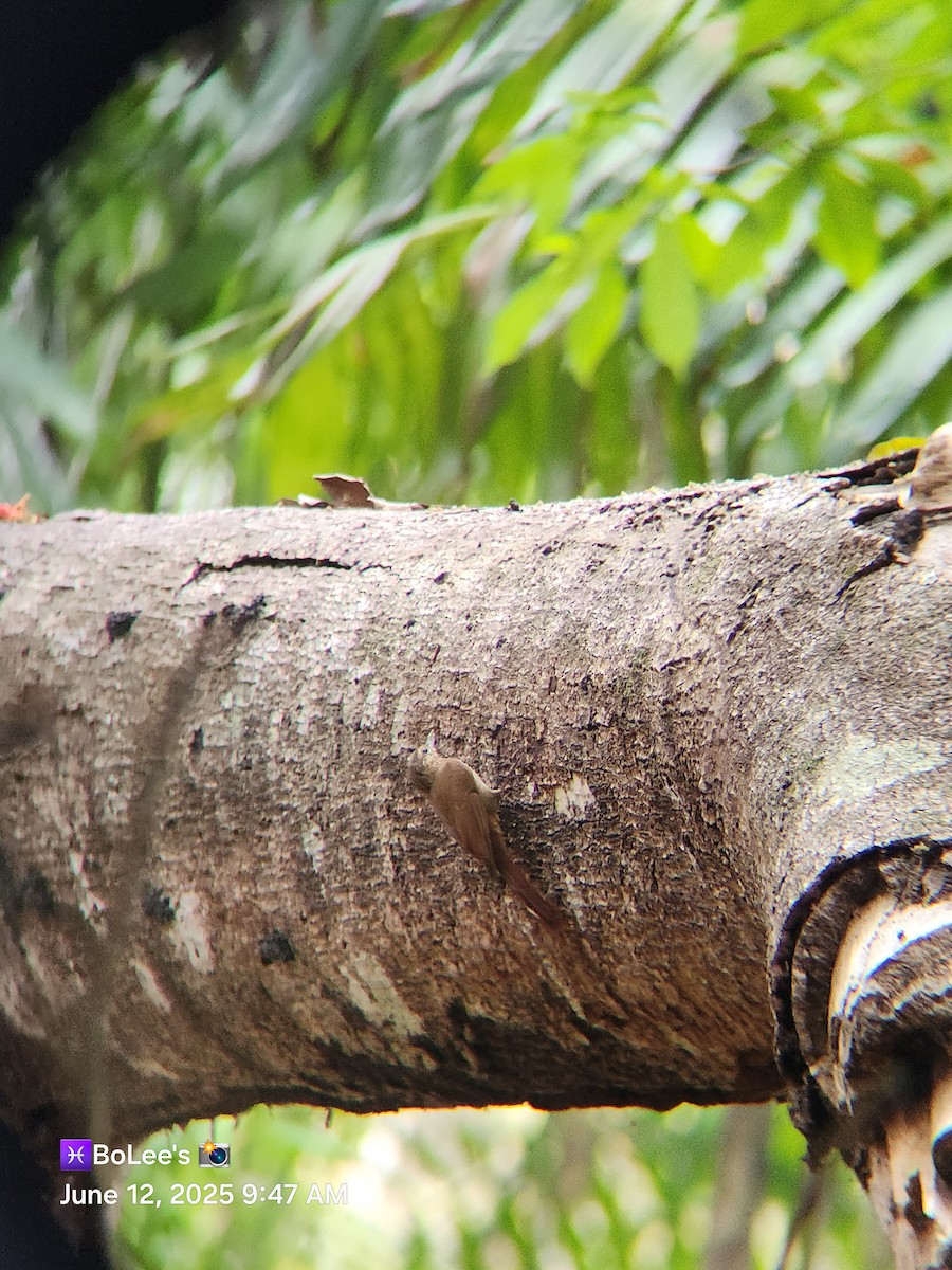 Wedge-billed Woodcreeper - ML637769901