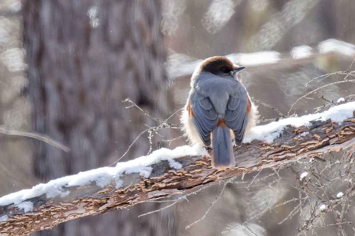 Siberian Jay - ML637769914