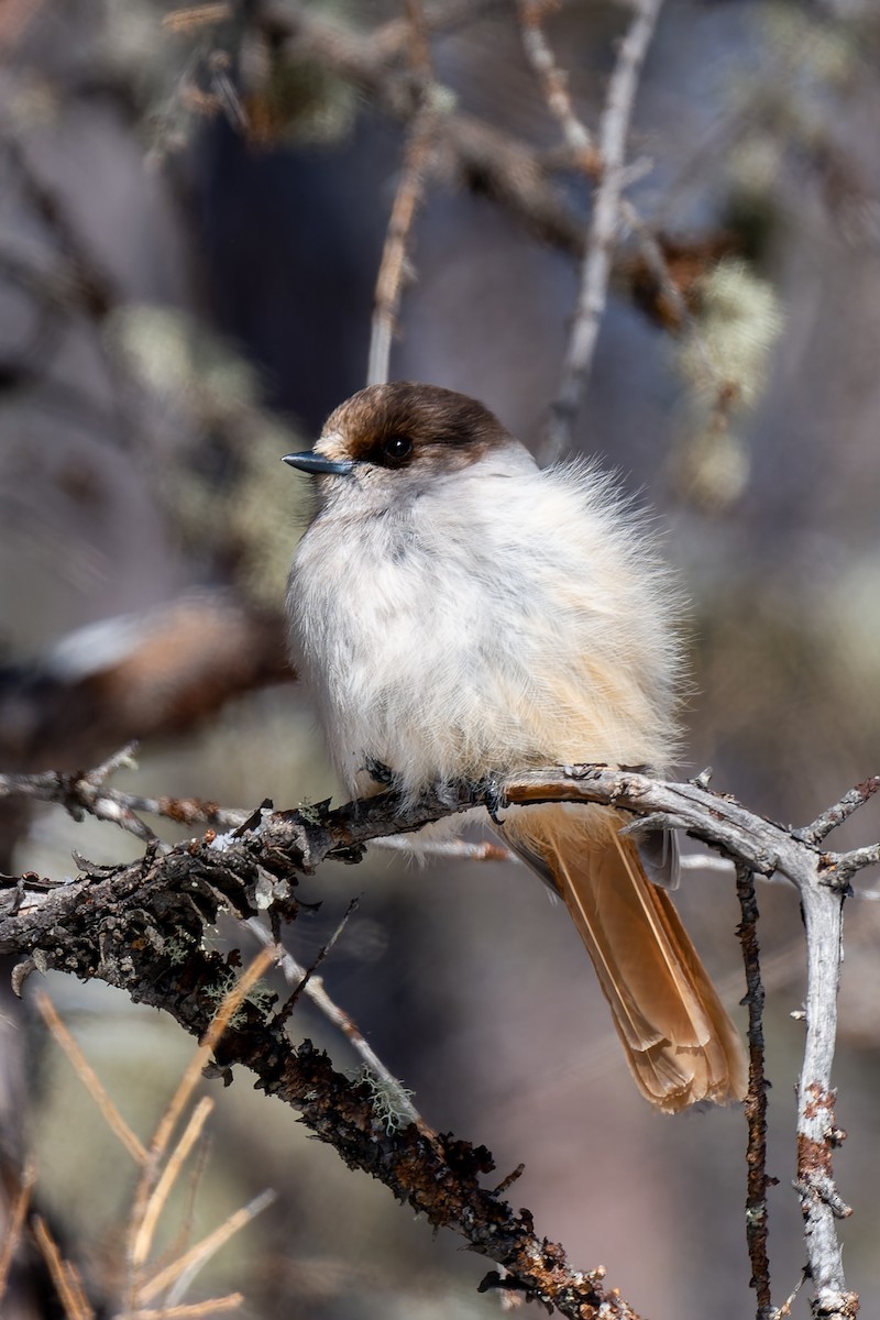 Siberian Jay - ML637769915