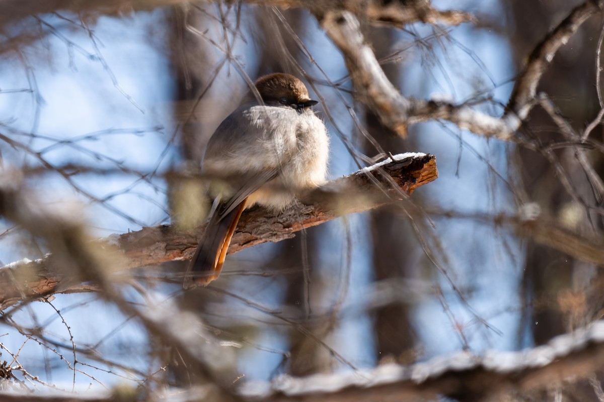 Siberian Jay - ML637769917