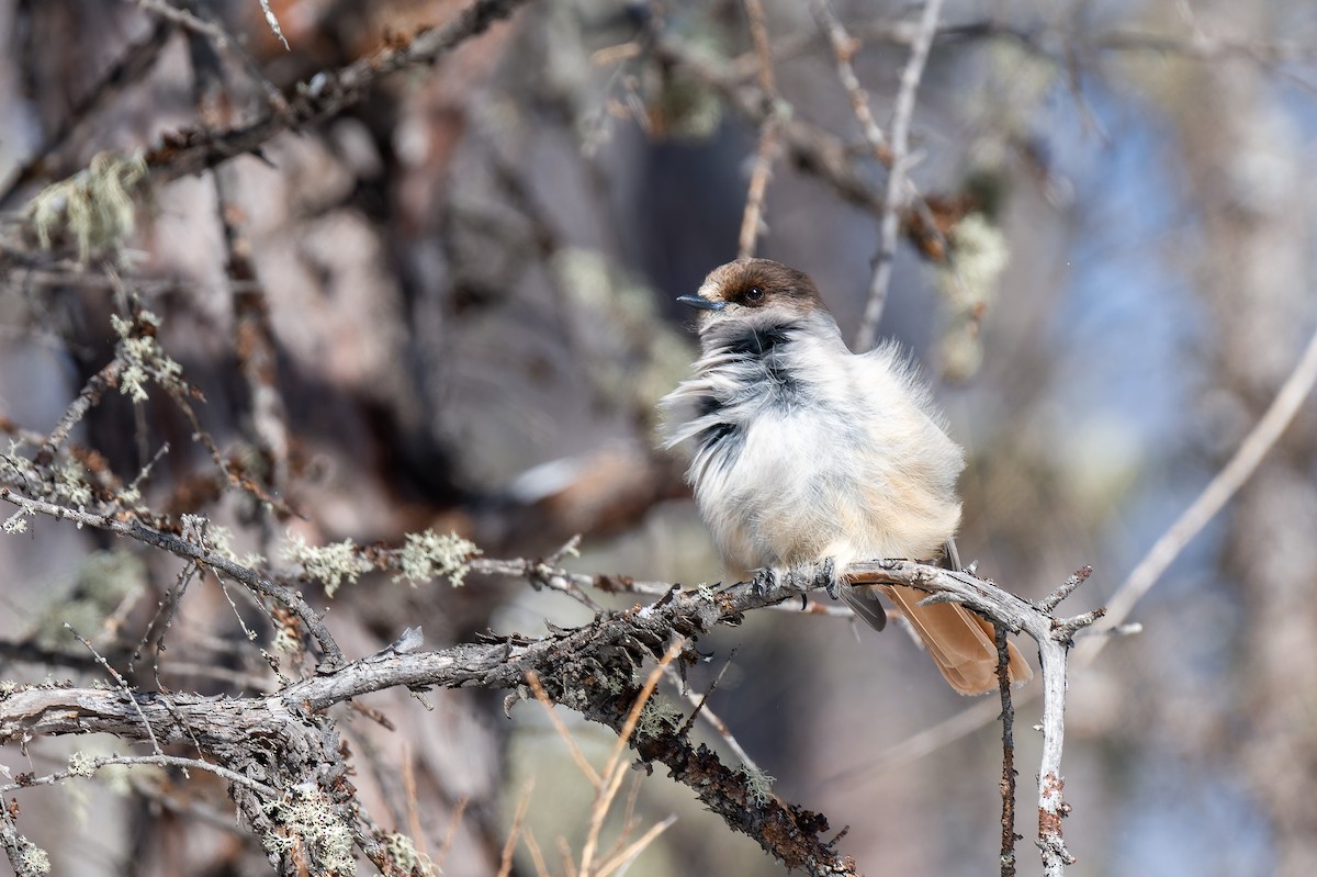 Siberian Jay - ML637769918