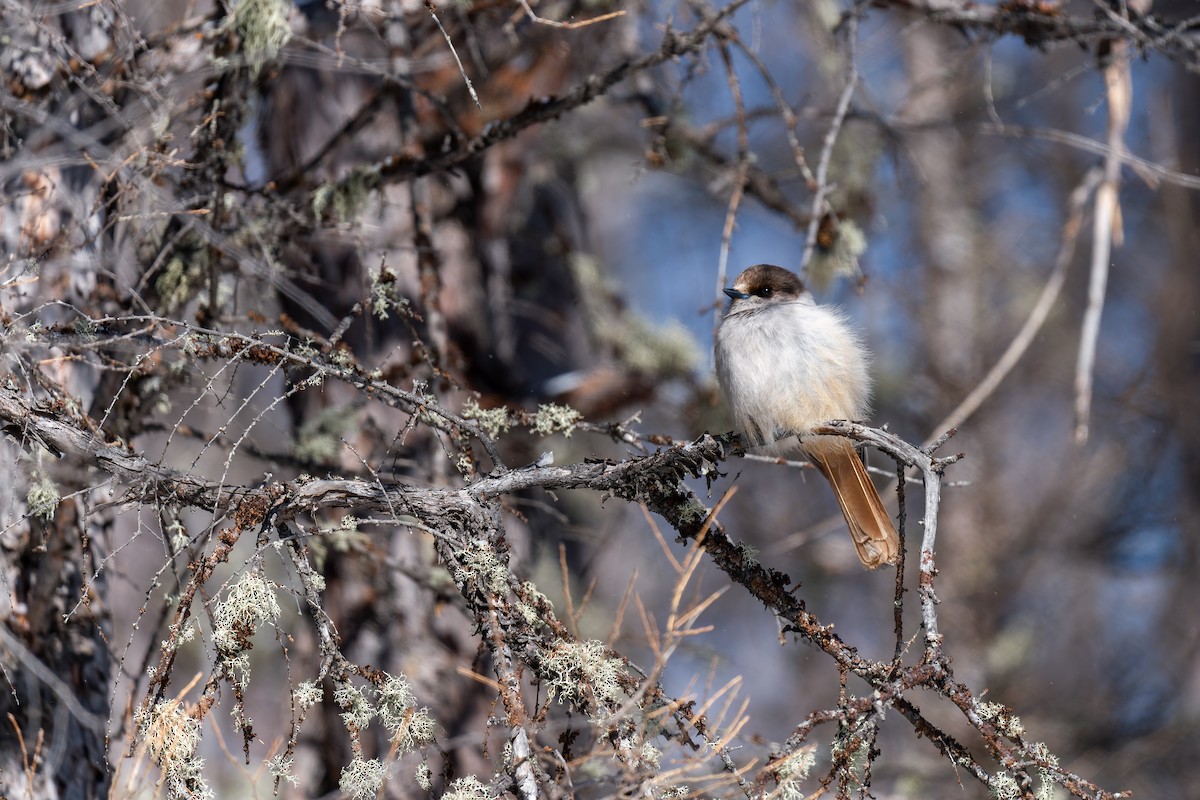 Siberian Jay - ML637769919