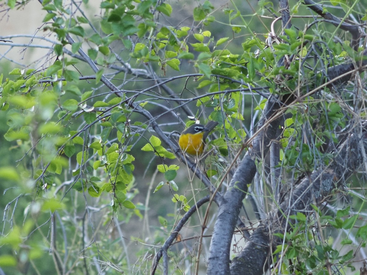 Yellow-breasted Chat - ML637769933