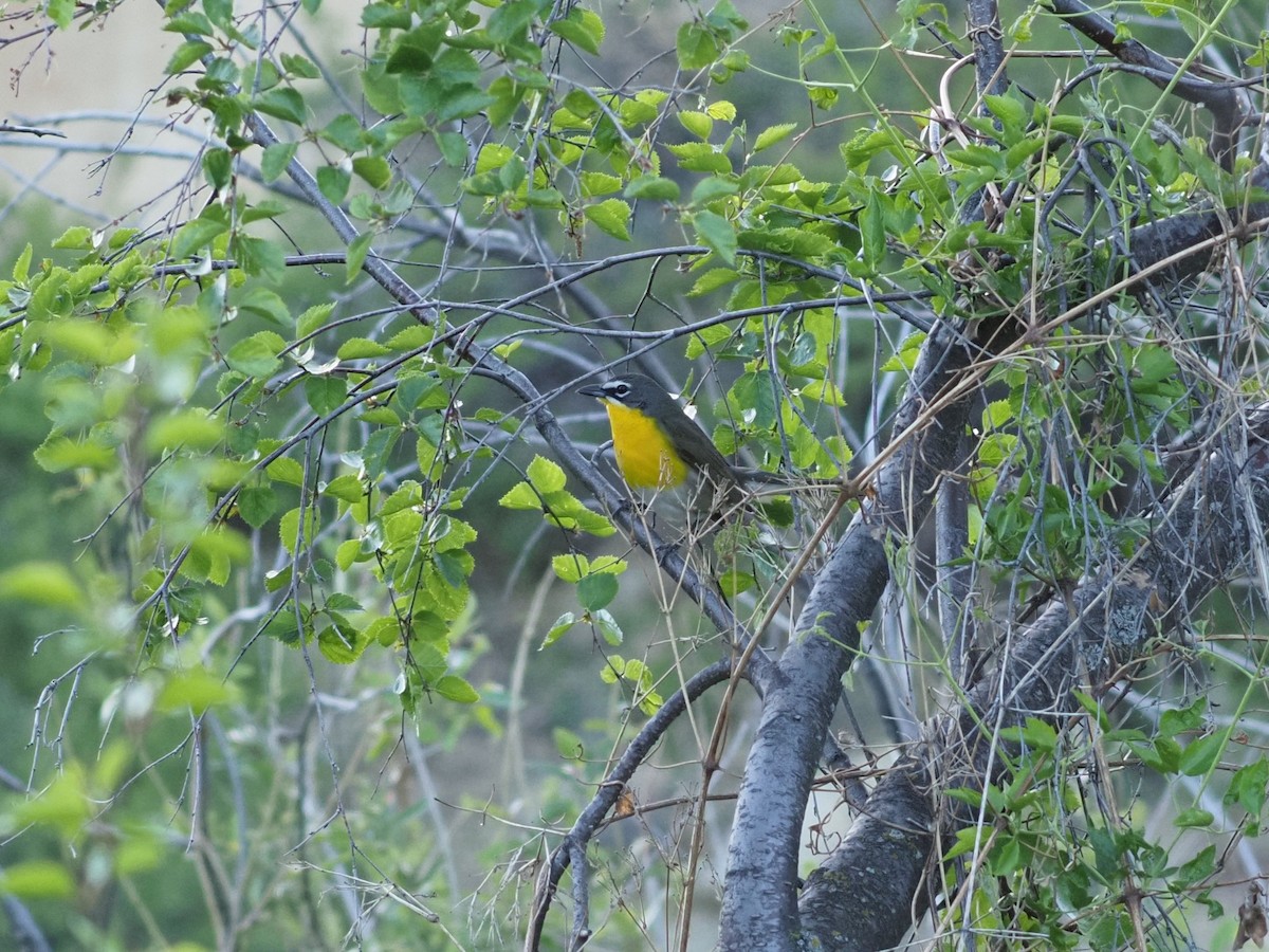 Yellow-breasted Chat - ML637769934