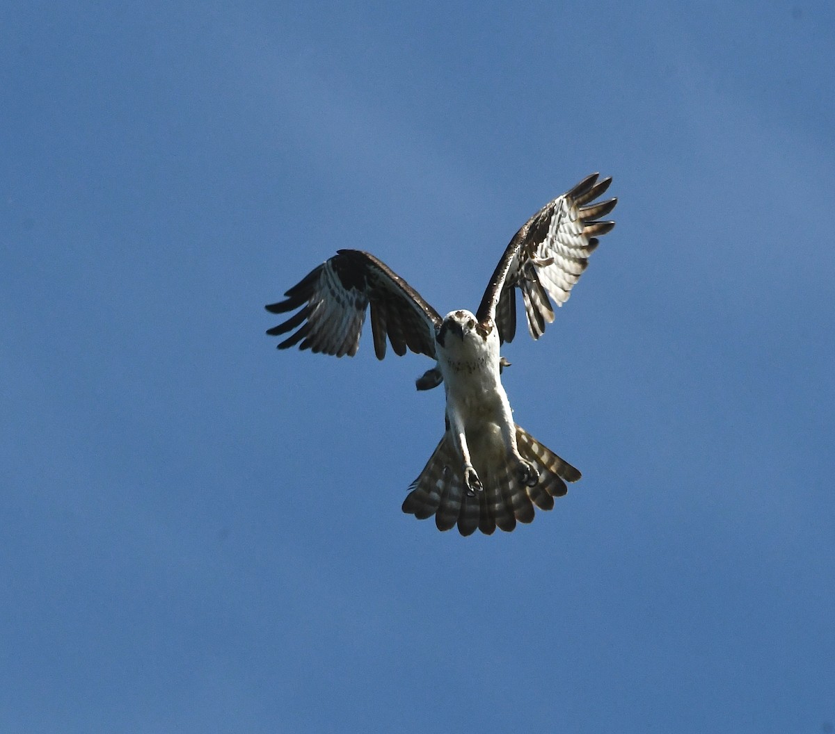 Osprey - ML637769935