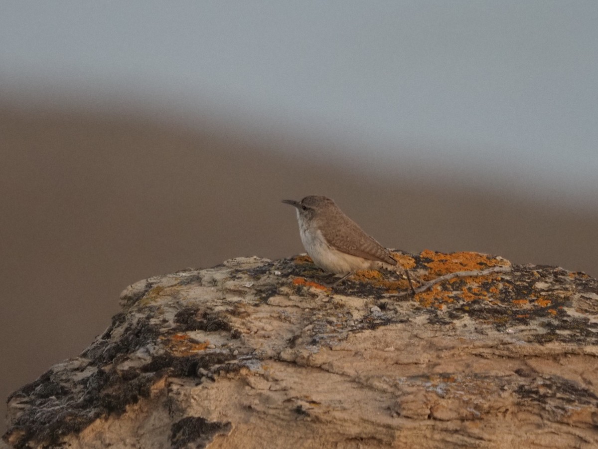 Rock Wren - ML637769961