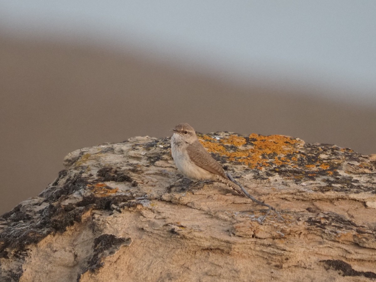 Rock Wren - ML637769962