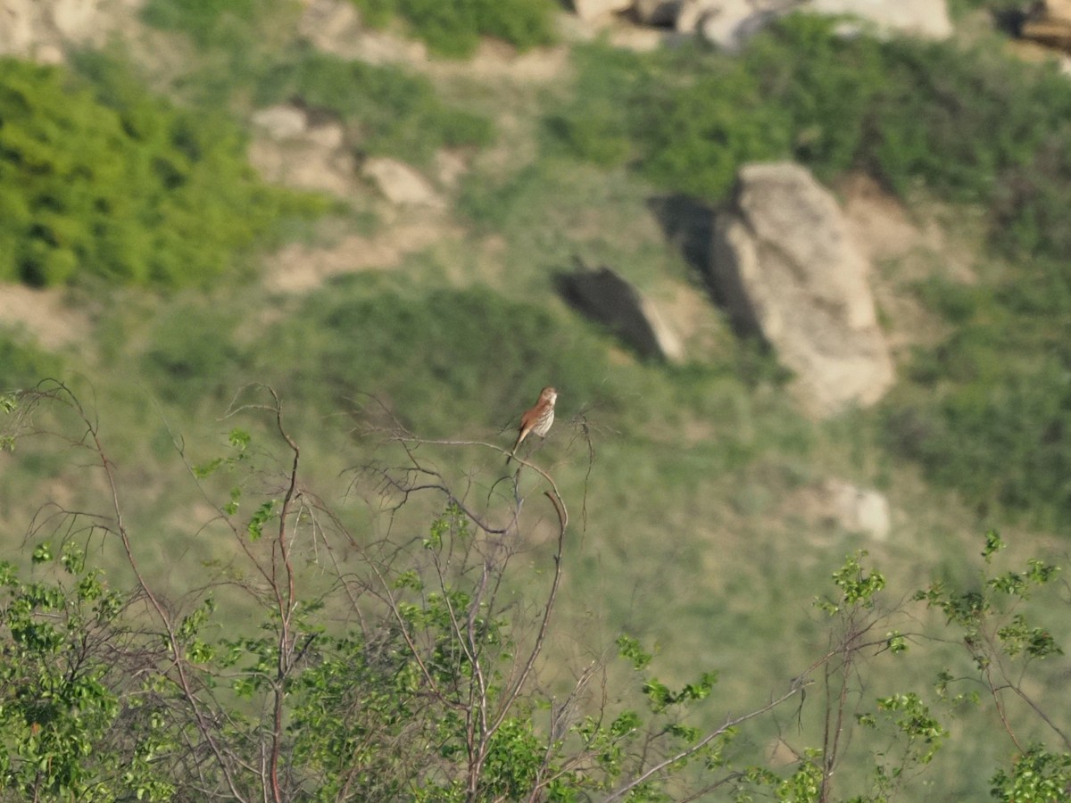 Brown Thrasher - ML637769970