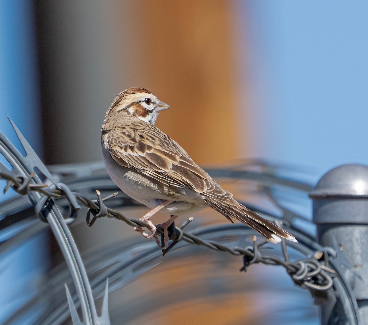 Lark Sparrow - ML637769971