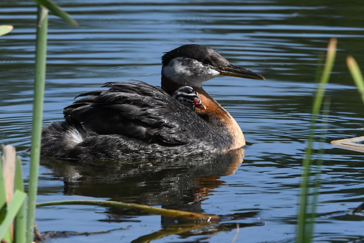 Red-necked Grebe - ML637769973