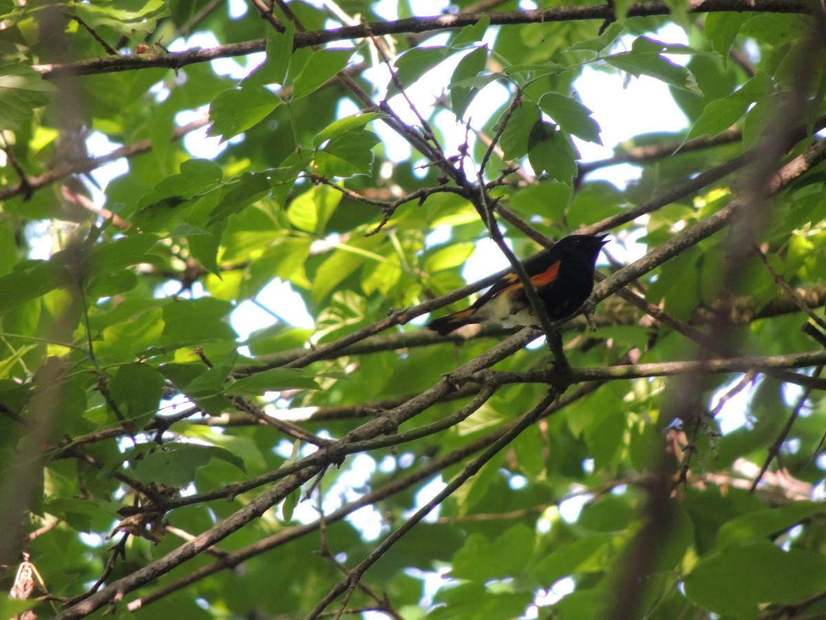 American Redstart - ML637770012