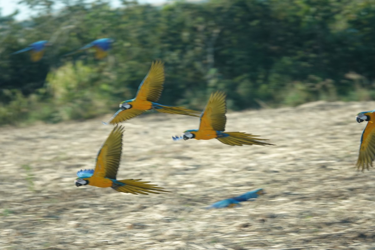 Ara gialloblu - ML637770032