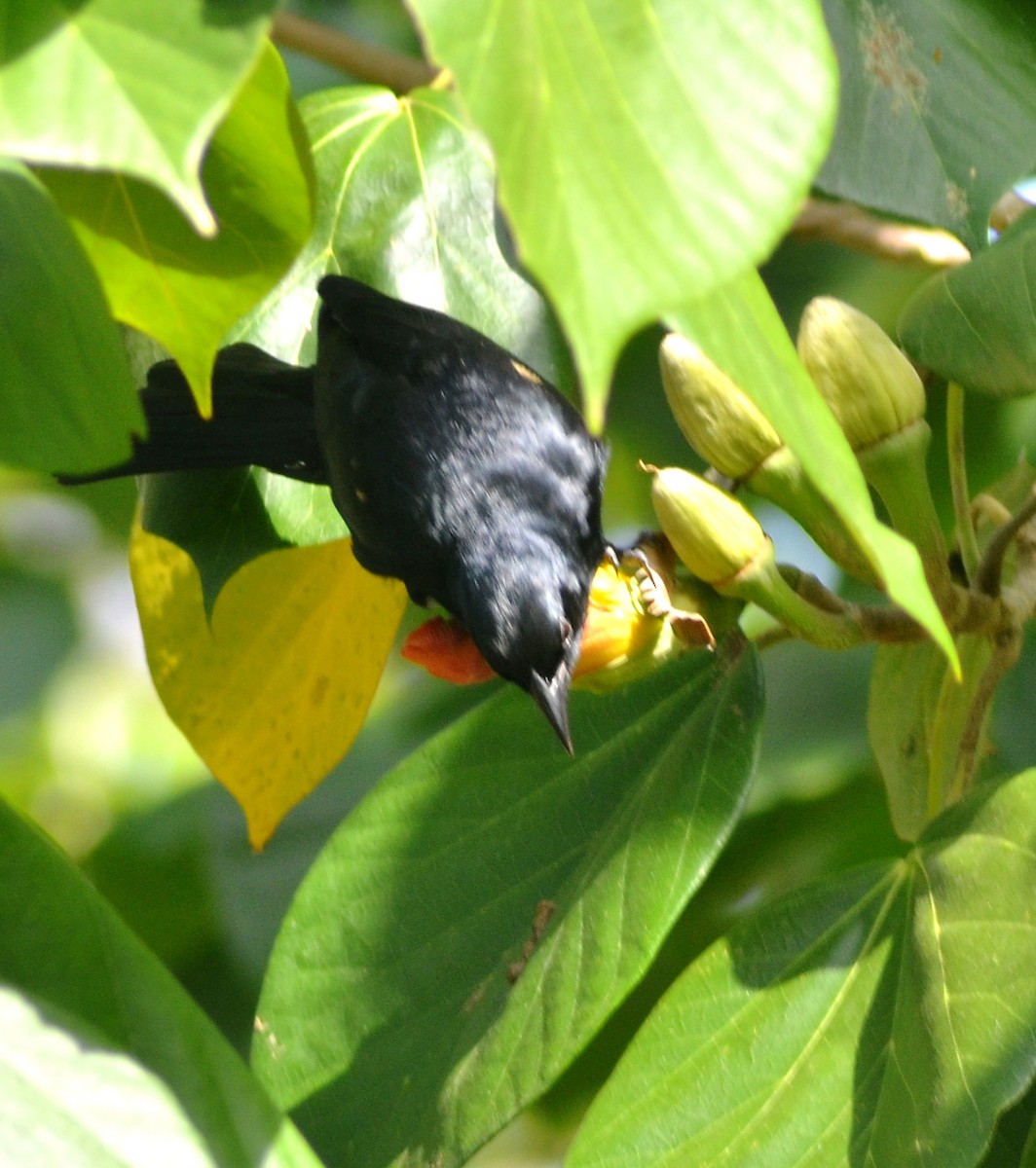 Tawny-shouldered Blackbird - ML637770033