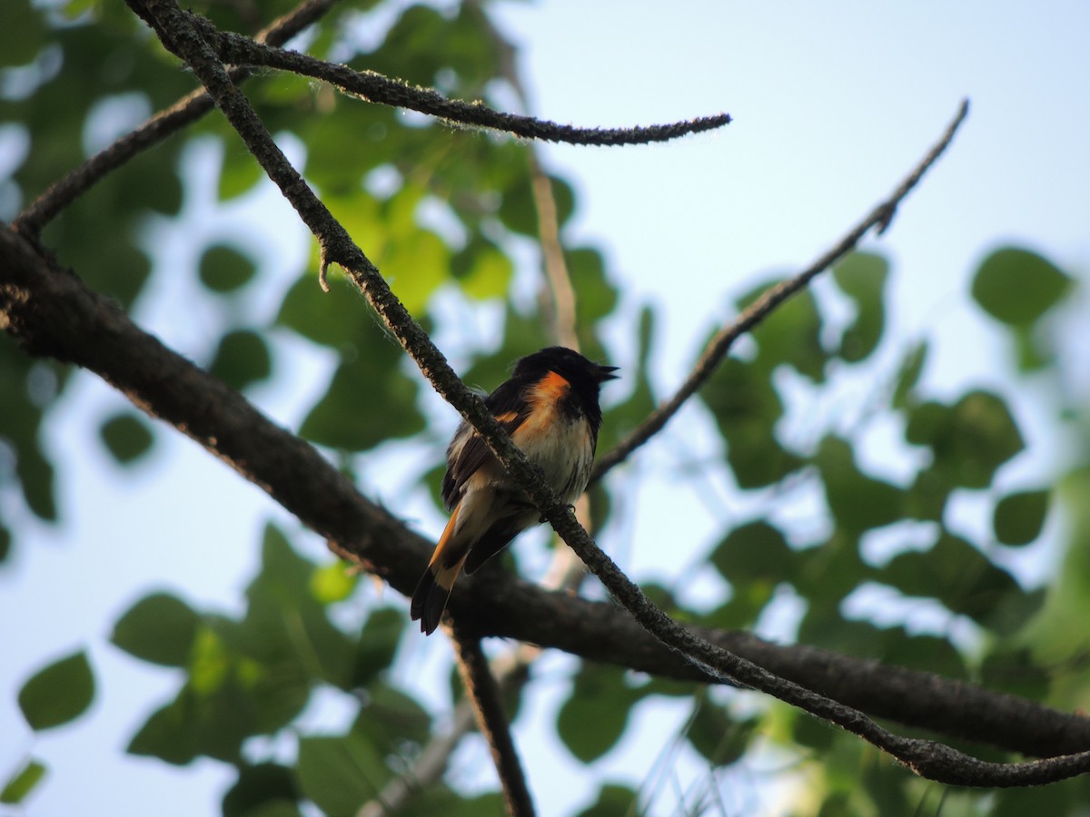 American Redstart - ML637770107