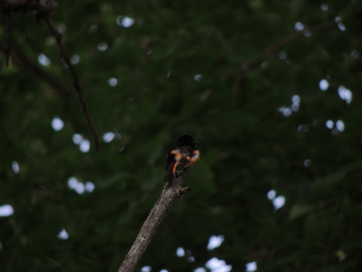 American Redstart - ML637770110