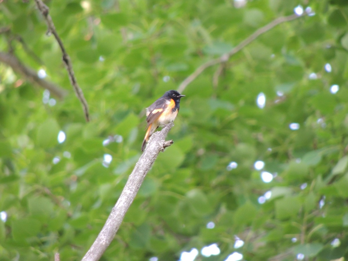 American Redstart - ML637770111