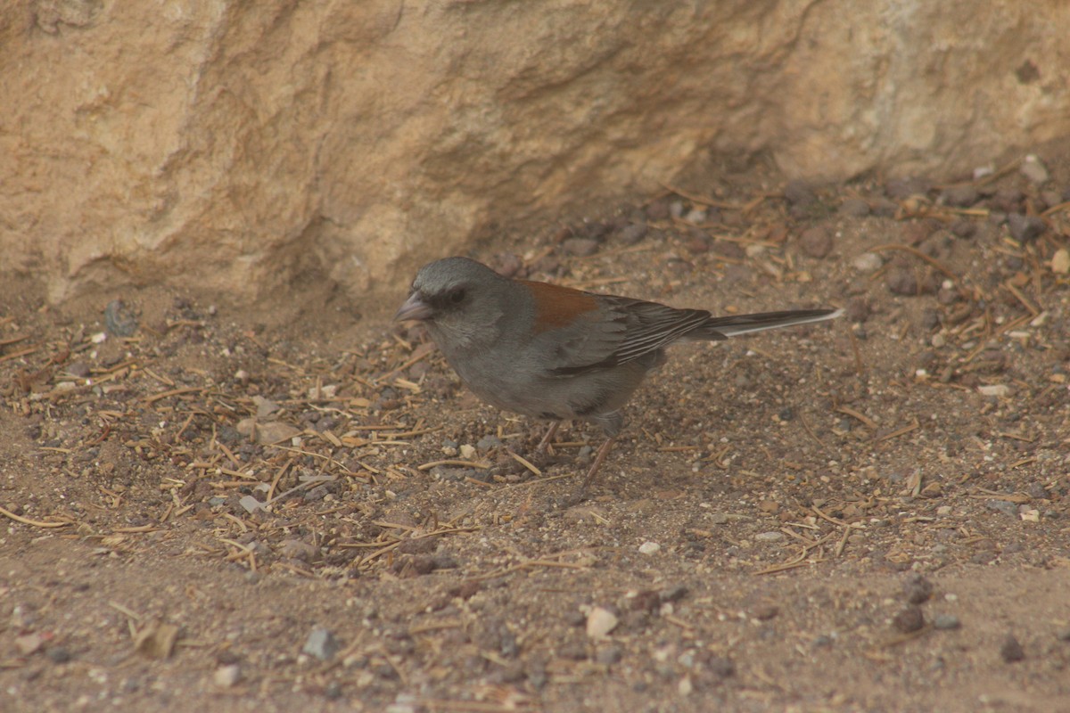 Dark-eyed Junco - ML637770128