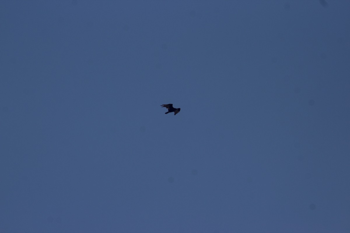 Turkey Vulture - ML637770144