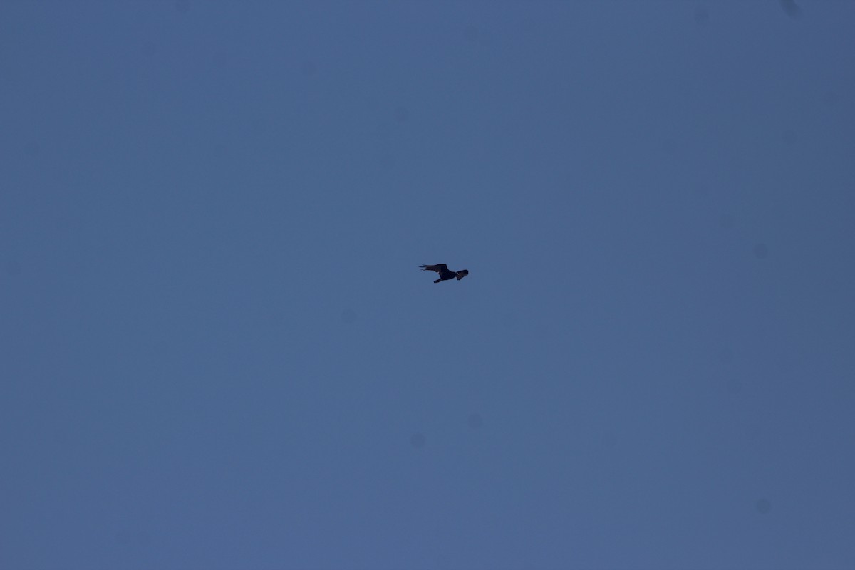 Turkey Vulture - ML637770146