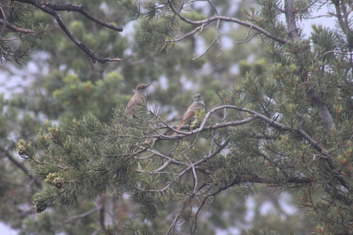 Ash-throated Flycatcher - ML637770156