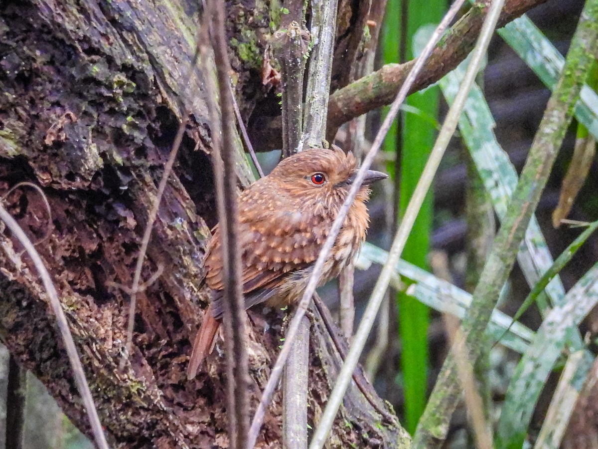 White-whiskered Puffbird - ML637770160