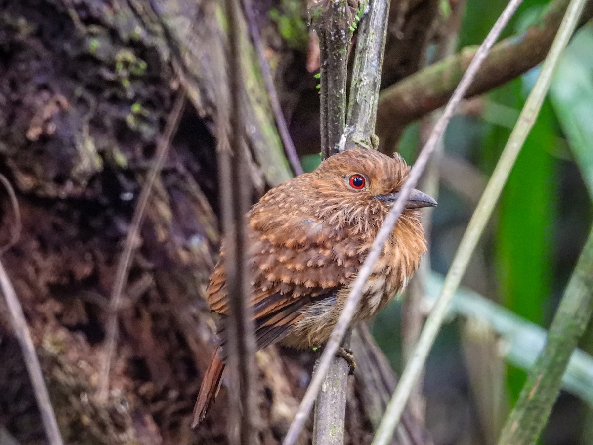 White-whiskered Puffbird - ML637770161