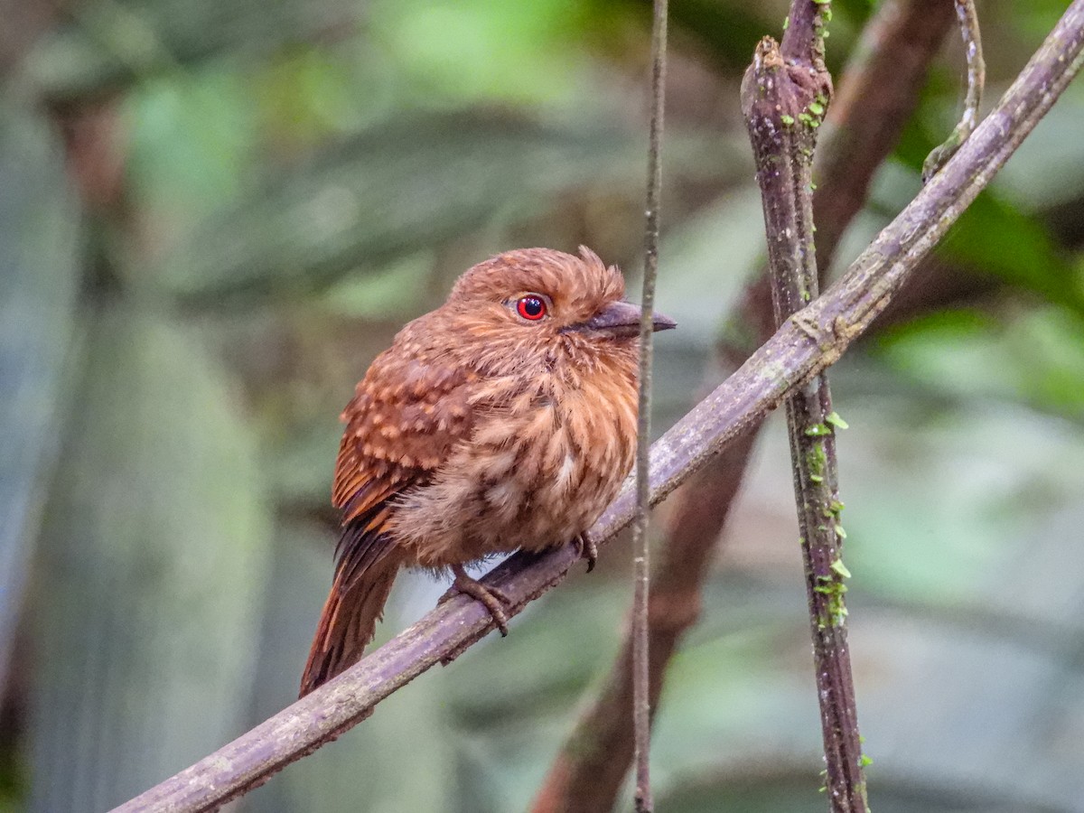 White-whiskered Puffbird - ML637770162