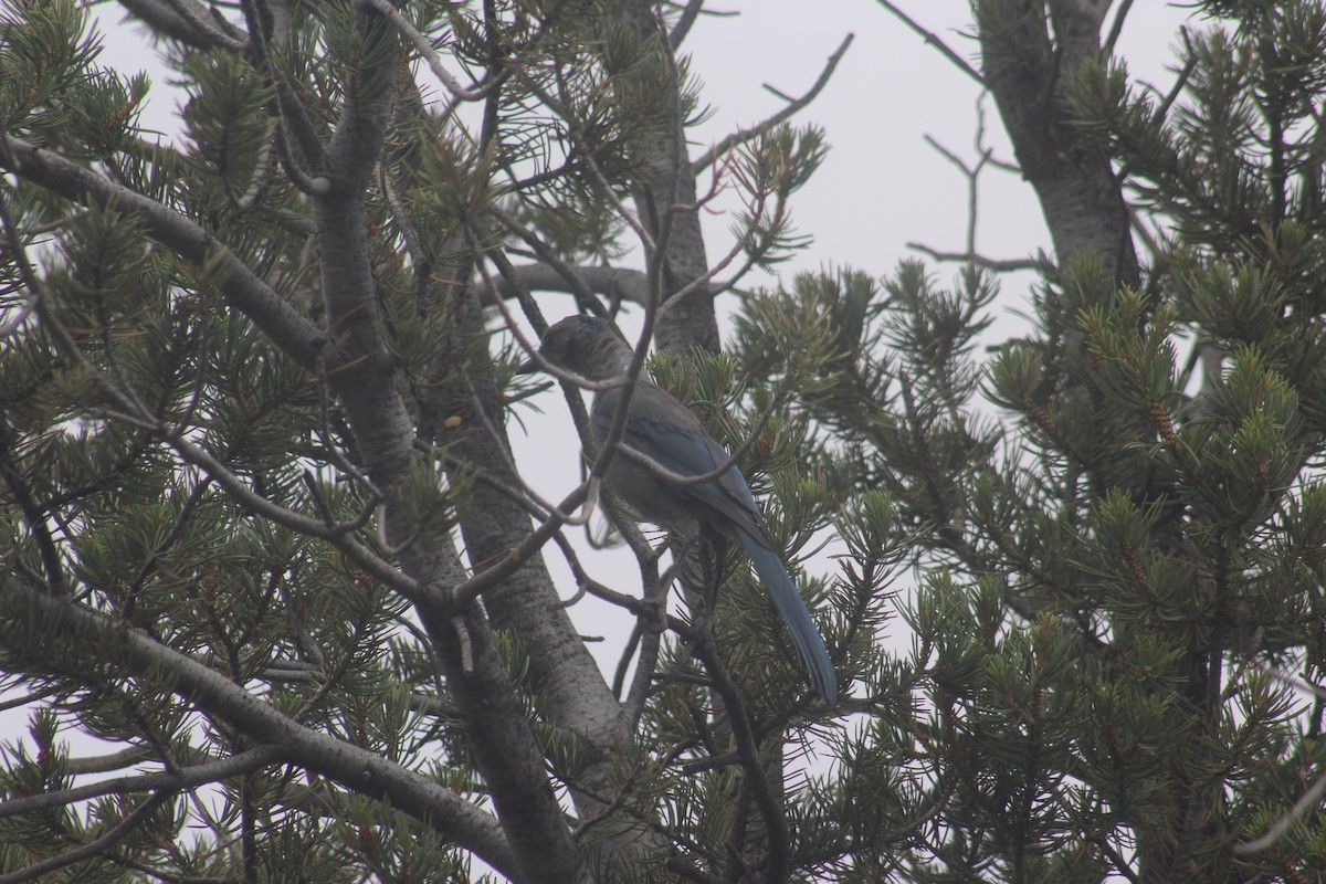Woodhouse's Scrub-Jay - ML637770170
