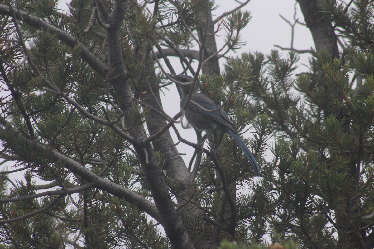 Woodhouse's Scrub-Jay - ML637770173