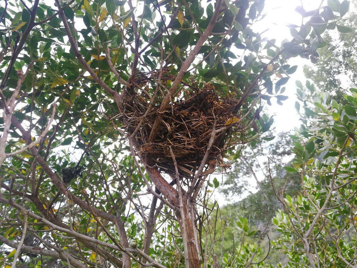 Mountain Grackle - ML637770179