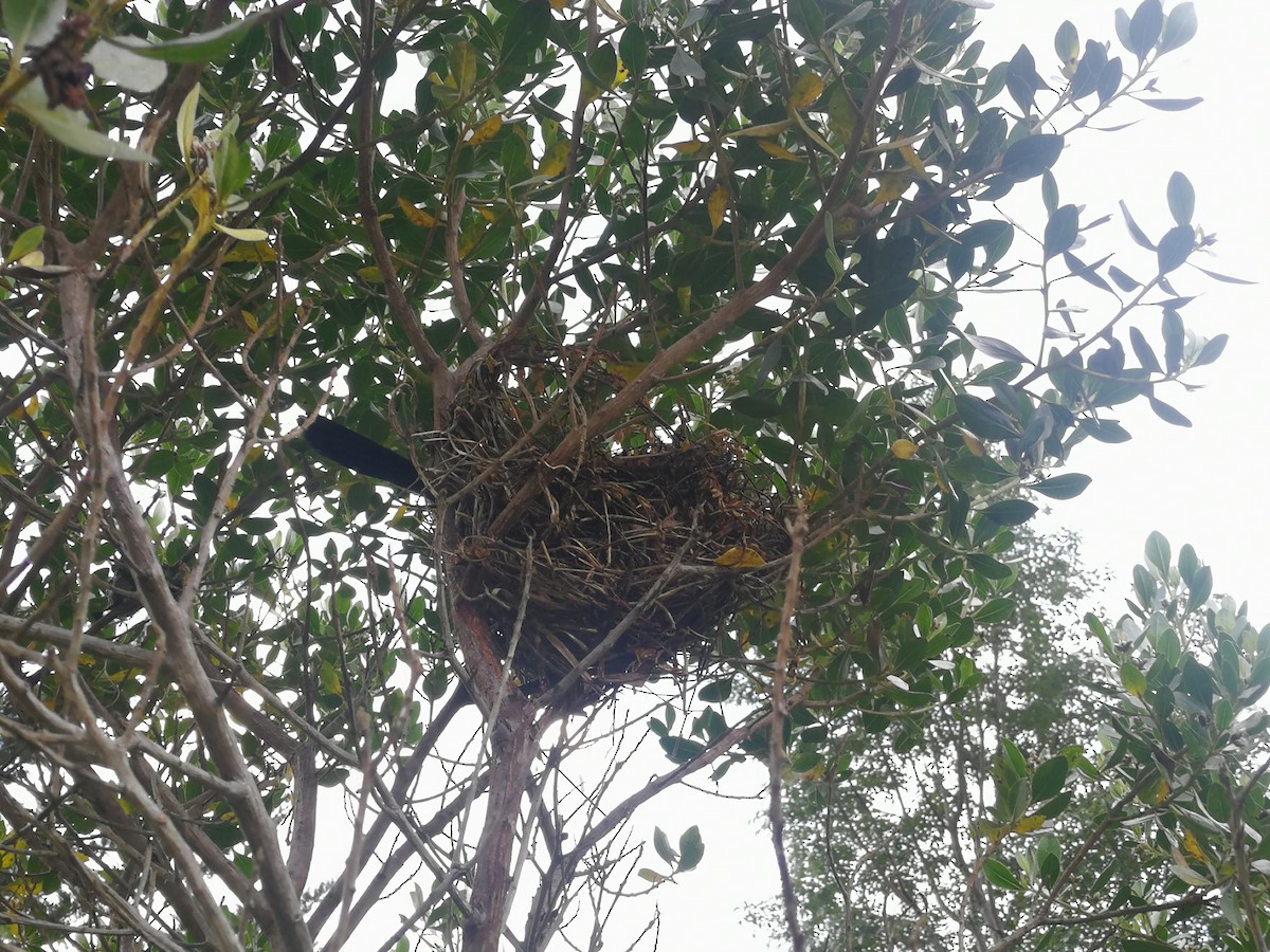 Mountain Grackle - ML637770180