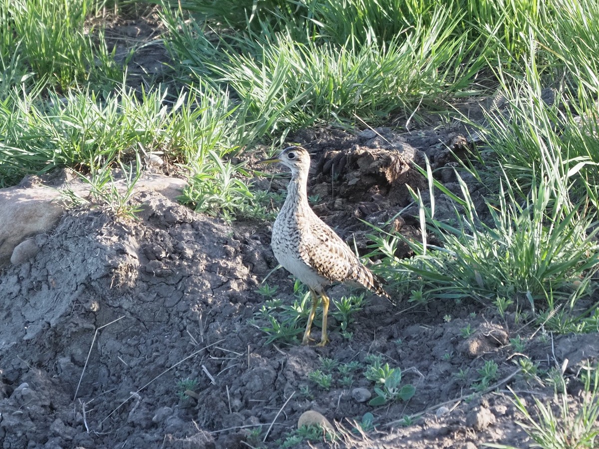 Upland Sandpiper - ML637770185