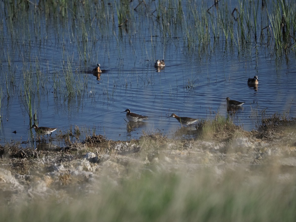Wilson's Phalarope - ML637770193