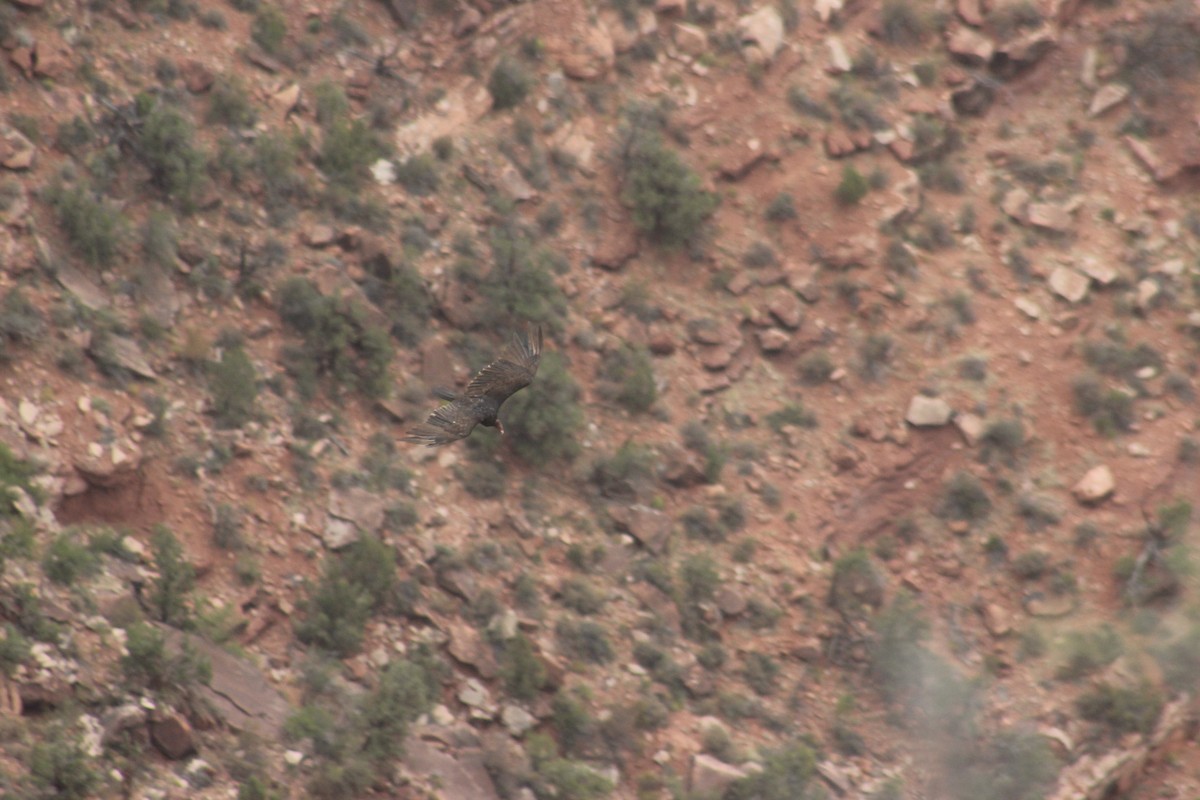 Turkey Vulture - ML637770216
