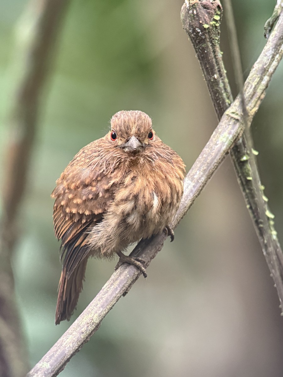 White-whiskered Puffbird - ML637770217