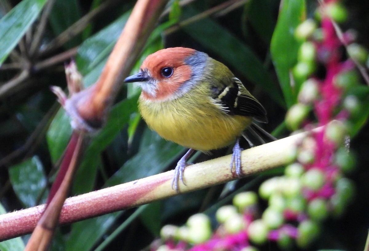 Johnson's Tody-Flycatcher - ML637770219