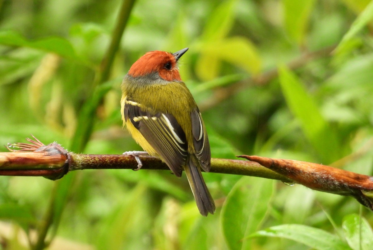Johnson's Tody-Flycatcher - ML637770221