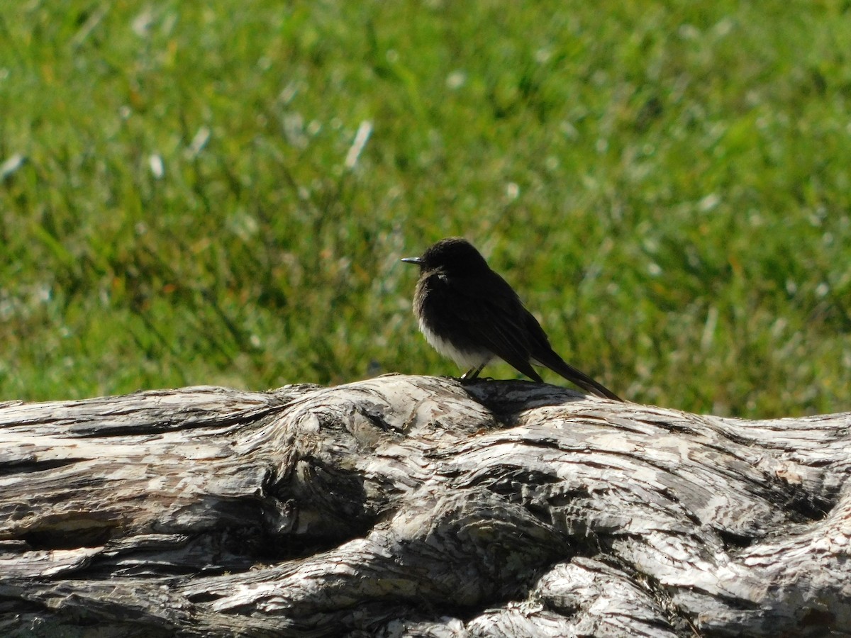 Black Phoebe - ML637770240