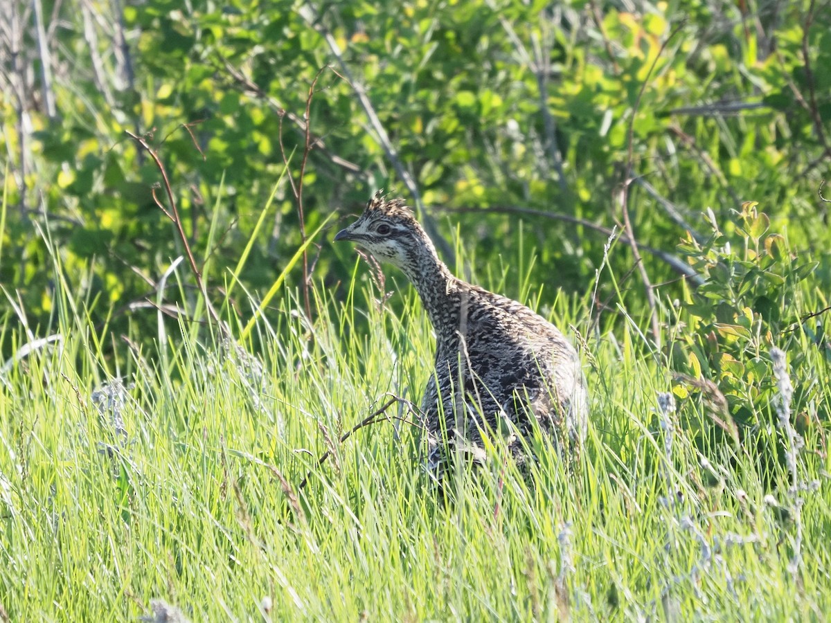 Sharp-tailed Grouse - ML637770246