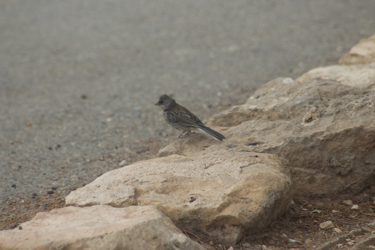 Dark-eyed Junco - ML637770253
