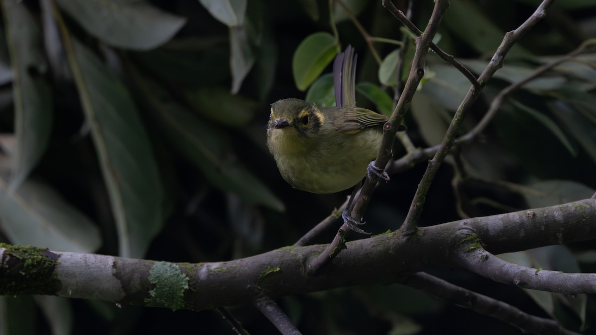 Oustalet's Tyrannulet - ML637770362