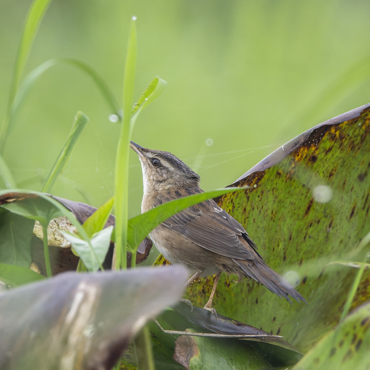 Pallas's Grasshopper Warbler - ML637770388
