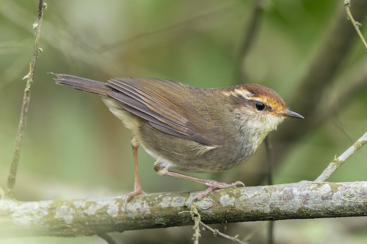 Chestnut-crowned Bush Warbler - ML637770395