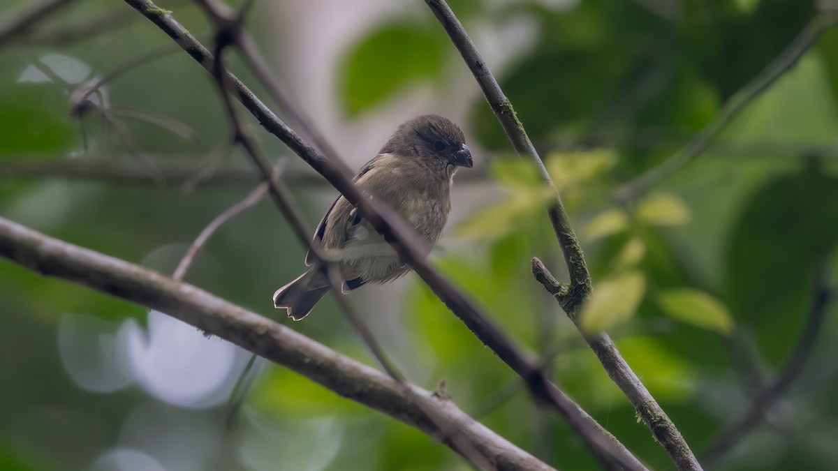 Temminck's Seedeater - ML637770397