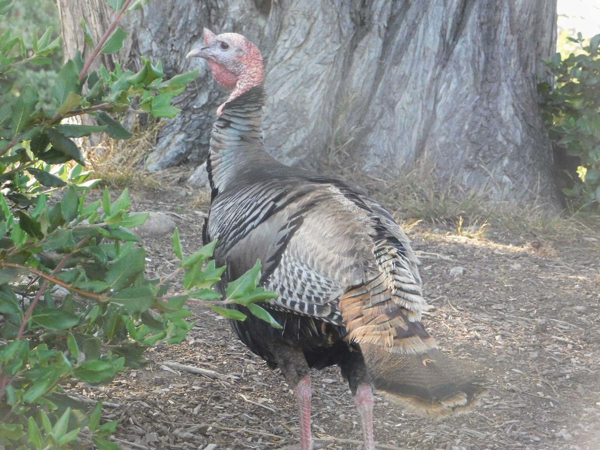 Wild Turkey - ML637770401